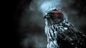 Falcon HD Wallpaper Background