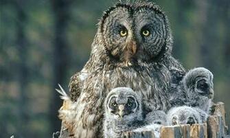 Lovable Collection Of Owl Wallpaper Naldz Graphics