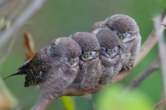 Wallpaper Sleeping Owl