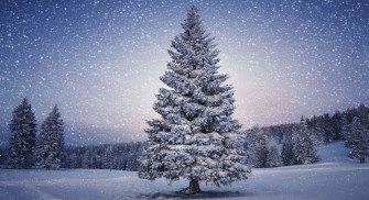 Pine Tree In 4k Winter Background Wallpaper
