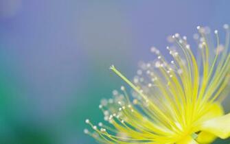 Macro Background Flower HD