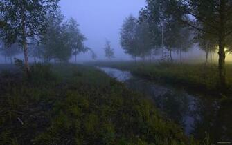 Fog Forest Wallpaper