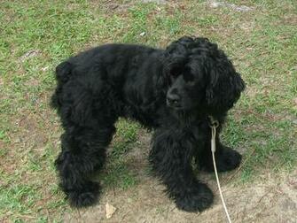 Lost Dogs Warrenville Sc Black Male Cocker Spaniel White
