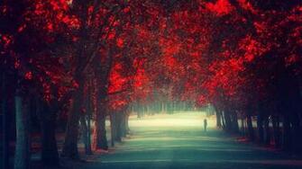 Trees Autumn Season Red Leaves Remembrance Wallpaper