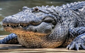 Wallpaper Of A Very Large Crocodile HD Animals