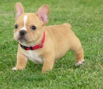 Cute French Bulldog Puppies Offer New York City