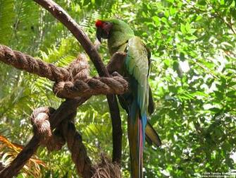 Animal Kingdom