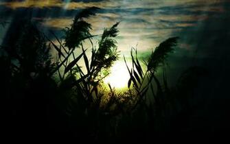 Sunrise Nature Plants Sorrow Wallpaper