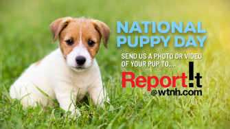 National Puppy Day Share Your Photos Or Video With News