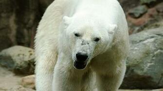 Blackberry iPad Angry Polar Bear Screensaver For Kindle3 And Dx