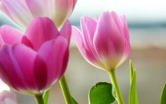 Pink Tulips Wallpaper