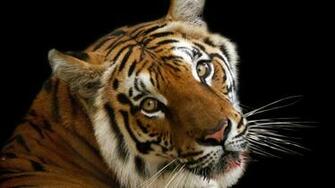 Tiger Face Wallpaper