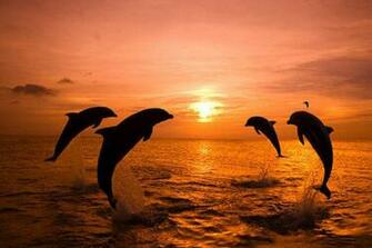 Dolphin S Sunset Wallpaper