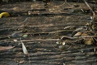 Background Of Rotting Wood Background And Textures Cr103