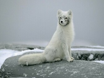 Arctic Fox Wallpaper Desktop