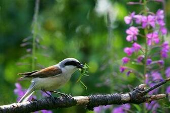 Spring Flowers And Birds Penduline Tit With Insect Bird