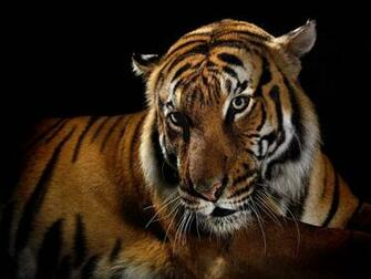 Wallpaper Wild Cat Predator Black Background Background