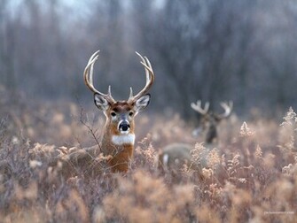 Deer Photos HD Wallpaper In For Your
