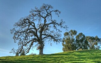Oak Trees In Winter Wallpaper
