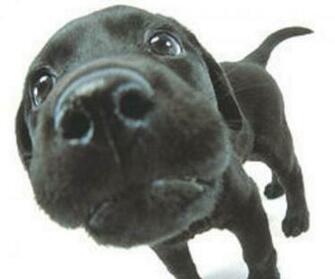Wallpaper Photo Labrador Html