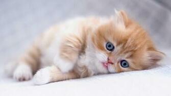 Best Cute Kitten Wallpaper No Of HD For