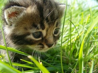 Kitty Cats Wallpaper