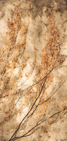 Beige Brown Aesthetic Wallpaper