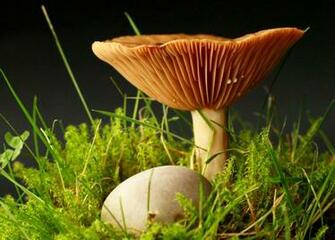 Fantastic Image For A Mushroom Wallpaper Background Or