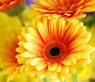 Gerbera Daisies Wallpaper Jpg