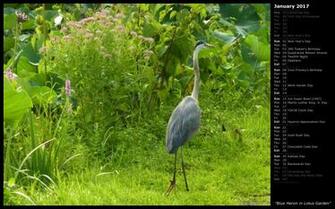 Mlewallpaper Blue Heron In Lotus Garden Calendar