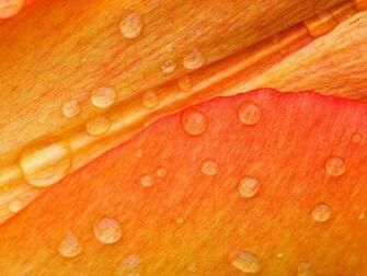 Desktop Orange Wallpaper Background HD Jpg