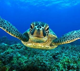 Sea Turtle Animal Wallpaper