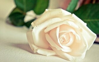 Rose Flower Wallpaper Nice White Cute
