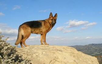 German Shepherd Computer Wallpaper Desktop Background