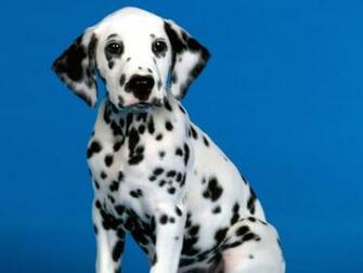 Hq See Spot Sit Wallpaper