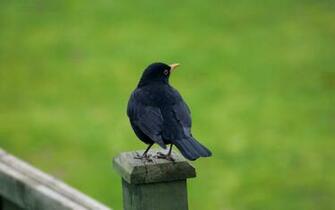 Beautiful Wallpaper For Desktop Black Bird HD