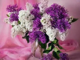 Lilacs Wallpaper X Full Size Desktopas