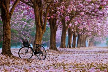 Beautiful Spring Wallpaper For Desktop Design Trends