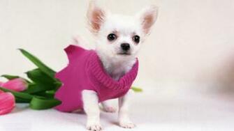 Desktop Chihuahua Puppies Pictures Dowload Car Show Photos