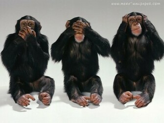 Chimpanzee Funny
