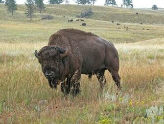 American Bison Wallpaper