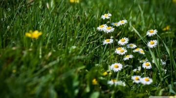 Field Of Grass And Flowers Ultra HD Desktop Background Wallpaper