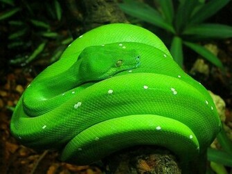 Cool Snake Wallpaper Desktop Background
