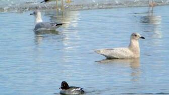 File Iceland Gull Carlyle Lake Illinois Jpg