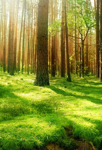Beautiful Forest Scenery Wallpaper For iPhone X