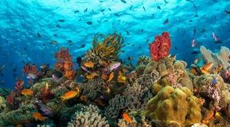 Sea Life Computer Wallpaper Desktop Background