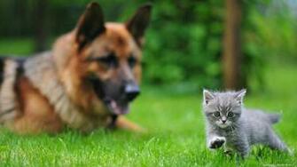 Cats And Dogs Desktop Wallpaper HD Wide