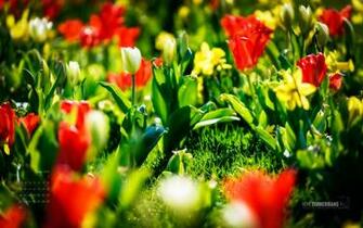 Wallpaper Brings Vibrant Natural Spring Colors To Your Desktop