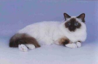 Cute Birman Cat Computer Screen Saver Pc Desktop Wallpaper