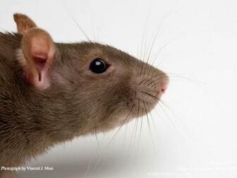 Rats